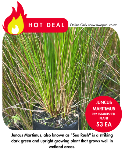 Juncus maritimus PB2